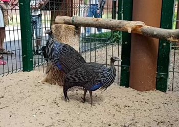 В казанском зооботсаду появились грифовые цесарки
