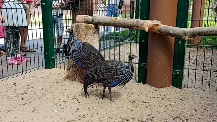 В казанском зооботсаду появились грифовые цесарки