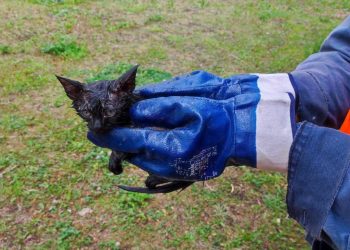 В Челнах спасли котенка из канализации