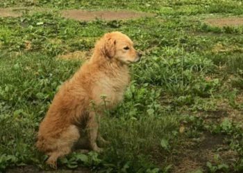 В Нижнекамске неизвестные сбросили собаку с балкона