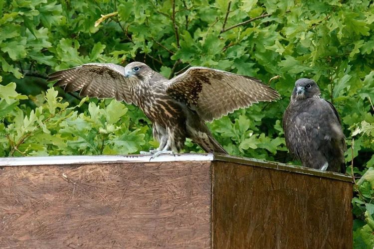 Проект Минэкологии РТ на возрождение популяции сокола-балобана претендует на премию «Хрустальный компас»