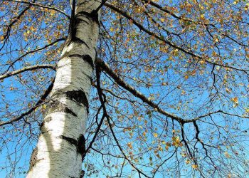 Татарстанец убил жену по неосторожности, спилив на нее дерево