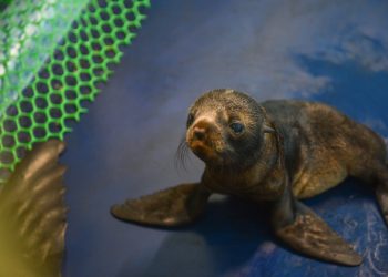 В дельфинарии Набережных Челнов родился детеныш морского котика