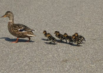 В Госкомитете РТ рассказали, что делать при встрече с утиным семейством