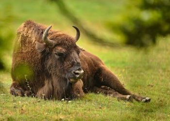 В госкомитете РТ по биоресурсам предложили разводить зубров в Татарстане