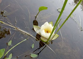 На реке Бездна впервые зацвела белоснежная кувшинка