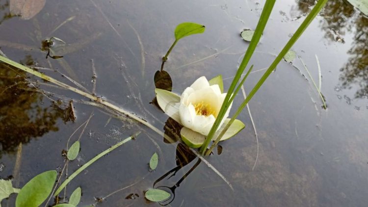 На реке Бездна впервые зацвела белоснежная кувшинка