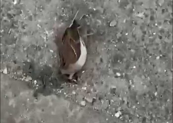 В Казани из-за экстремальной жары птицы падают на землю