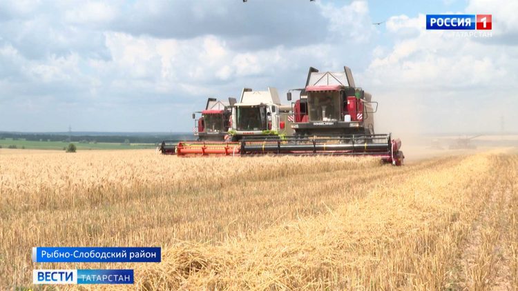 Жатва в Татарстане: урожайность и конкурс молодых комбайнеров