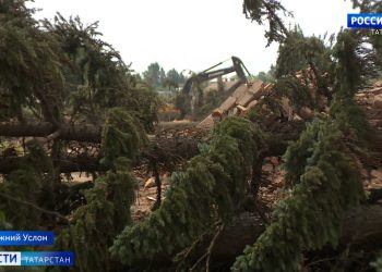 Жители Нижнего Услона обеспокоены стройкой и вырубкой деревьев на территории бывшего завода