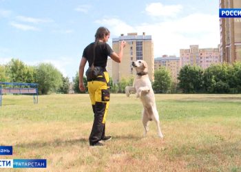 В Казани планируют увеличить количество площадок для выгула собак