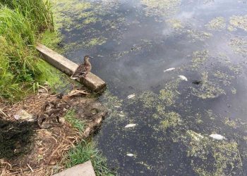 Под Челнами выловили 300 кг мертвой рыбы