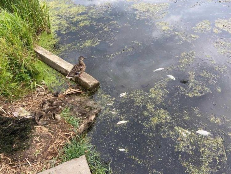 В Тукаевском районе зафиксировали замор рыбы