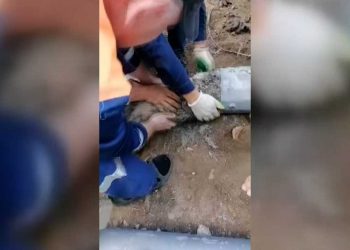 В Казани спасли собаку, которая застряла в световой опоре