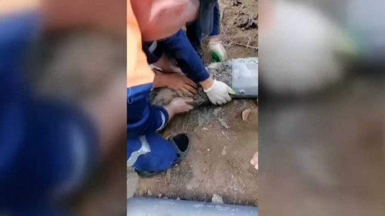 В Казани спасли собаку, которая застряла в световой опоре