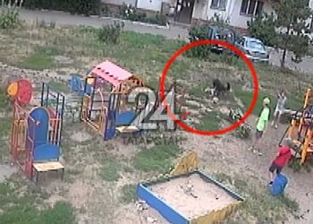 В Казани на детской площадке собака напала на 6-летнего ребенка