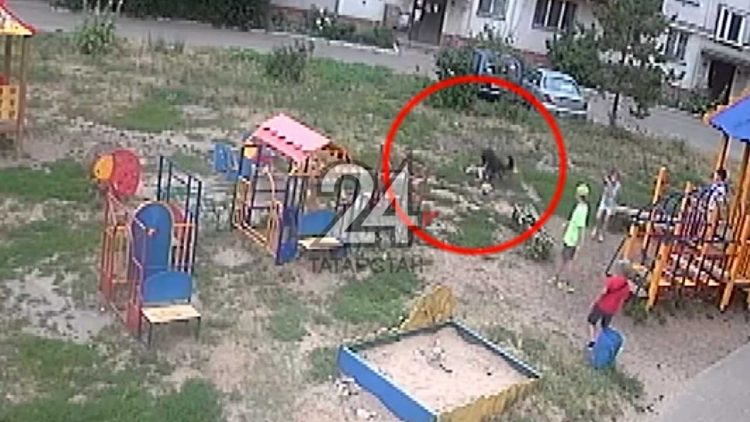 В Казани на детской площадке собака напала на 6-летнего ребенка