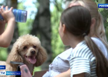 В Казани планируют увеличить количество площадок для выгула собак