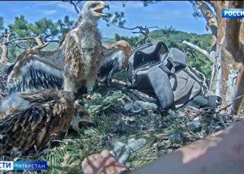 В Татарстане урожайность в этом году снизится на треть из-за засухи