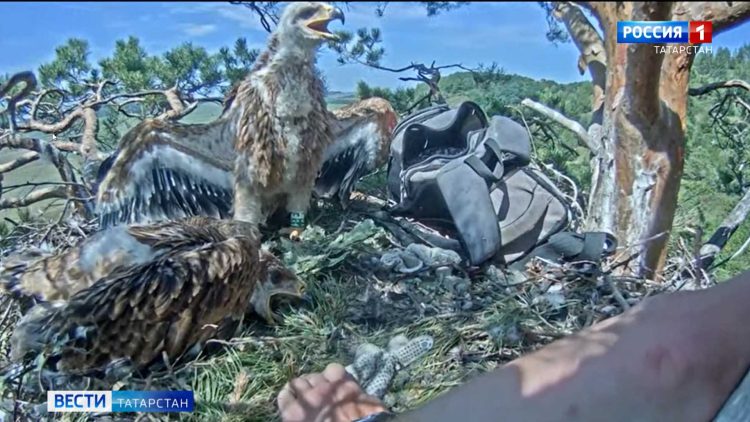 В Татарстане урожайность в этом году снизится на треть из-за засухи