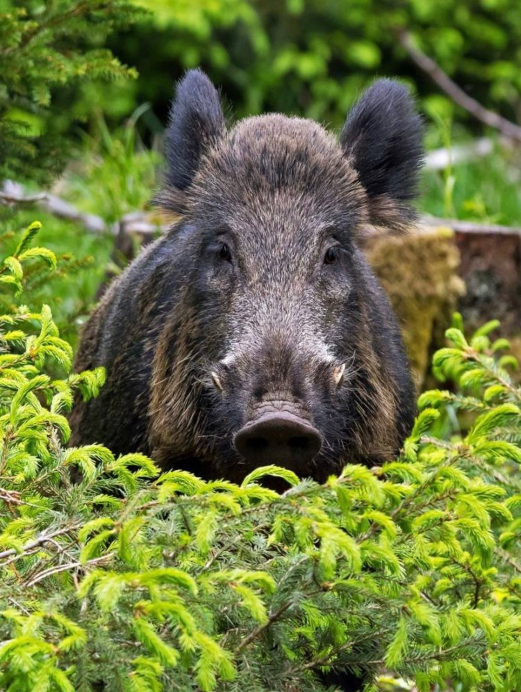 В Татарстане сократят численность кабанов для охоты