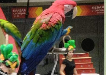В Казанском цирке пропал попугай