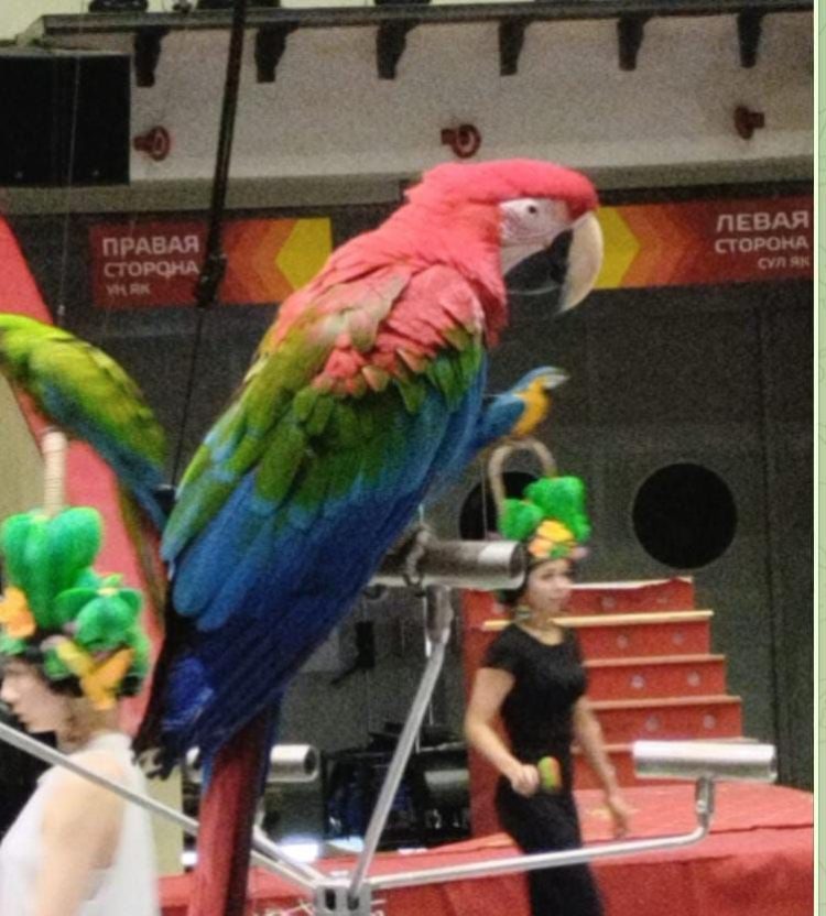 В Казанском цирке пропал попугай