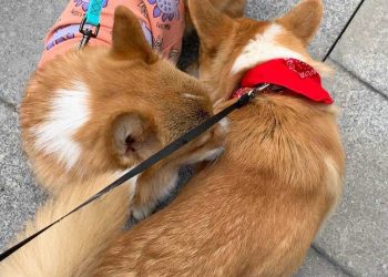 В Казани в парке «Черное озеро» прошел парад корги