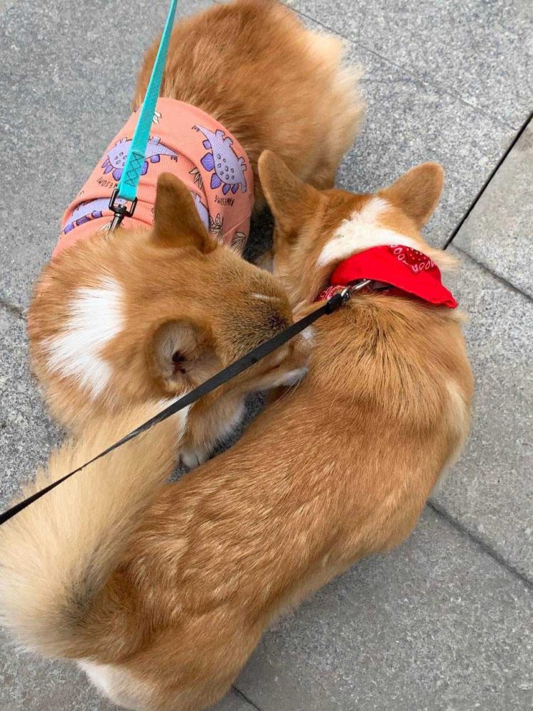 В Казани в парке «Черное озеро» прошел парад корги