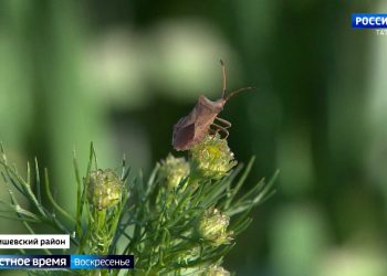 Обряды, уха и солнечная энергия: как в Татарстане отпраздновали «Валда Шинясь»