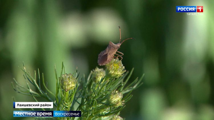 Обряды, уха и солнечная энергия: как в Татарстане отпраздновали «Валда Шинясь»