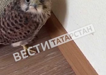 К жителю Казани на балкон залетел краснокнижный птенец