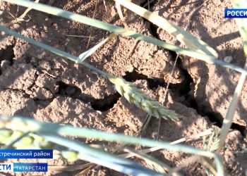 В Татарстане урожайность в этом году снизится на треть из-за засухи