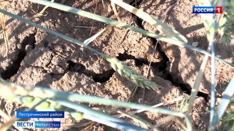 В Татарстане урожайность в этом году снизится на треть из-за засухи