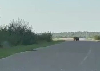 В Кукморском районе на дороге заметили медведя