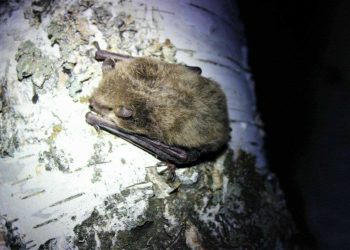 В Нурлатском районе обнаружили новые места обитания редких видов летучих мышей и рыб