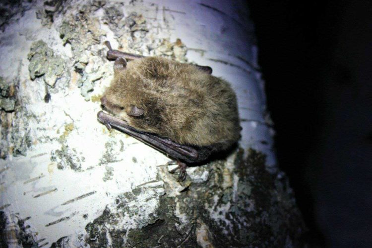 В Нурлатском районе обнаружили новые места обитания редких видов летучих мышей и рыб