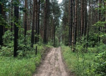 В Татарстане по нацпроекту отремонтировали 335 км дорог противопожарного назначения