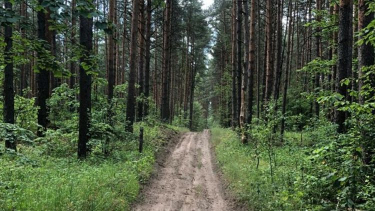 В Татарстане по нацпроекту отремонтировали 335 км дорог противопожарного назначения