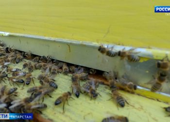 Пчеловоды сел Большие и Малые Кабаны остались без урожая