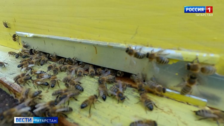 Пчеловоды сел Большие и Малые Кабаны остались без урожая