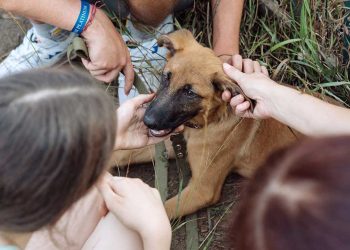 В Казани в рамках акции «Лапа дружбы» три щенка нашли новый дом