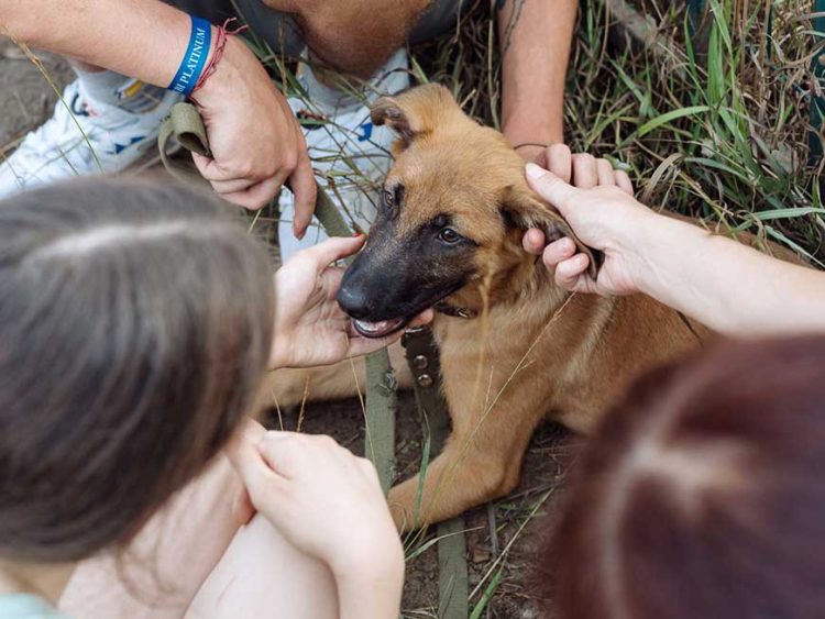 В Казани в рамках акции «Лапа дружбы» три щенка нашли новый дом