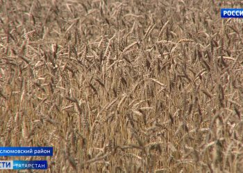 ДОСААФ Татарстана выплатит контрактникам по 105 тыс. рублей