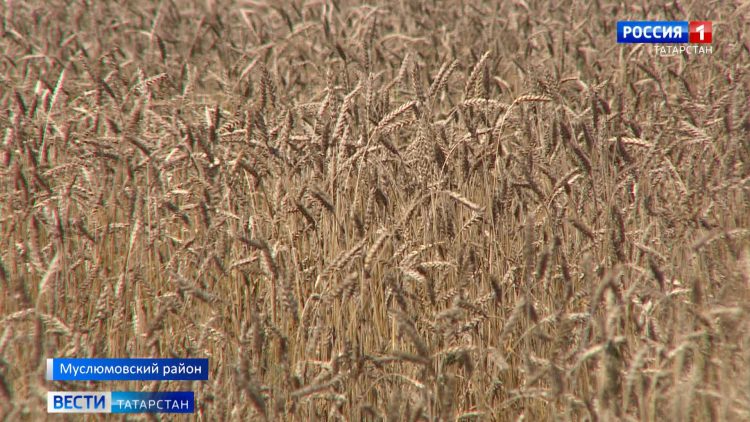 ДОСААФ Татарстана выплатит контрактникам по 105 тыс. рублей