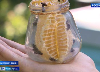 «Прямо с улья на прилавок»: в Лаишевском районе собирают мёд сразу в банки