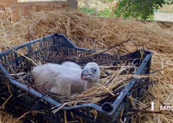 В Казанском зооботсаду появился на свет детеныш белоголового сипа