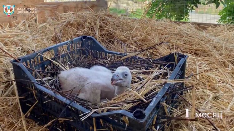 В Казанском зооботсаду появился на свет детеныш белоголового сипа