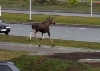 По улицам Челнов бегает лось