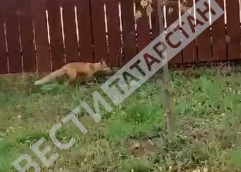 В Кукморском районе заметили лису